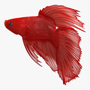 3D Red Crowntail Betta Fish Rigged