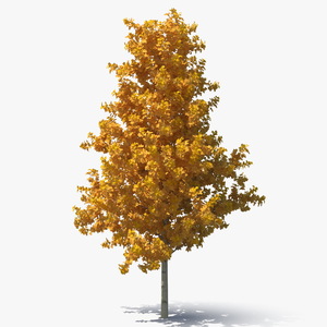 3D model Autumn Yellow Poplar Tree