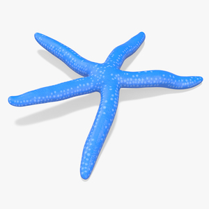 Lying Blue Starfish 3D model