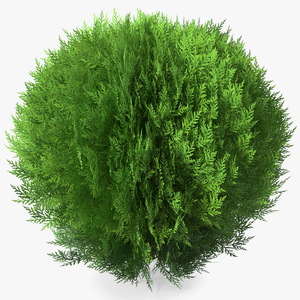 Platycladus Spherical Shrub 3D