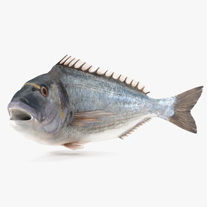 3D model Gilthead Bream Fish Rigged for Maya