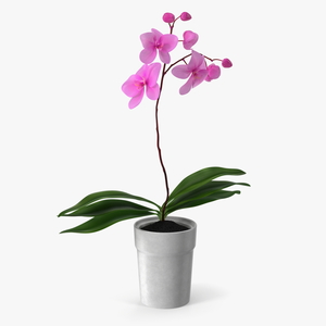 3D model Pink Orchid and White Pot