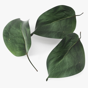 3D Quince Leaf