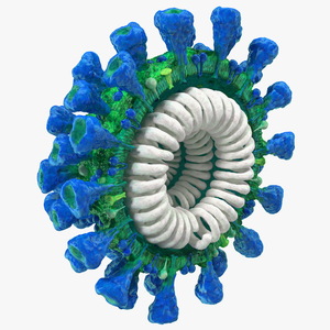 Coronavirus MERS-CoV Cross Section 3D model