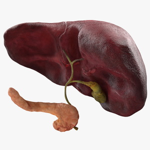 3D Human Liver Pancreas and Gallbladder