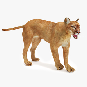 3D Snarling Puma model