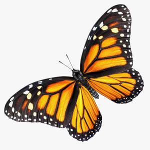 3D Monarch Butterfly with Fur Rigged model