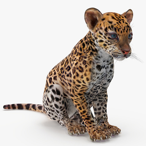 Leopard Cub Sitting Pose 3D model