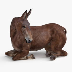 Lying Bay Mule 3D model