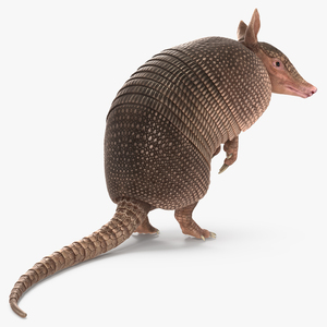 Armadillo in Hind Legs Pose Pink 3D