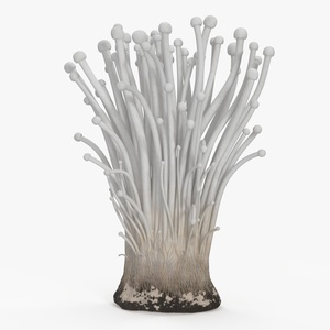 Enokitake 3D model