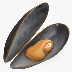 3D Open Cooked Mussel model