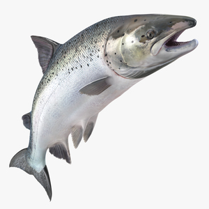 3D Atlantic Salmon Fish Attacks model