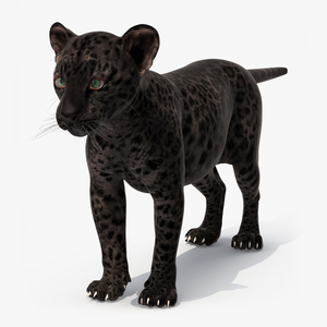 3D Black Leopard Cub Standing Pose