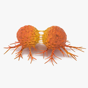 3D model Cancer Cell Dividing