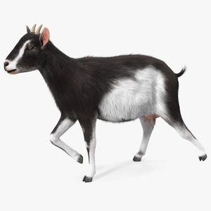 3D Walking Goat Black-White Fur model