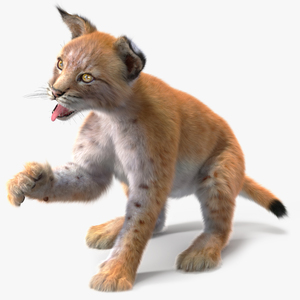 Lynx Cub Fur Rigged 3D model