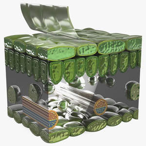 Realistic Leaf Anatomy 3D