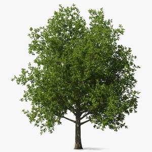 3D model Realistic Maple Tree