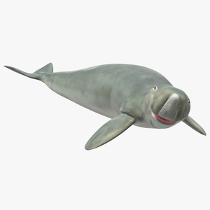 3D Dugong Rigged model