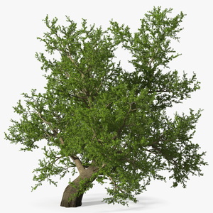 3D model Lush Maple Tree