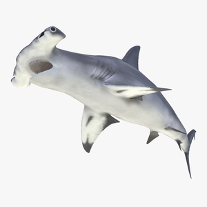 Great Hammerhead Shark Pose 2 3D model