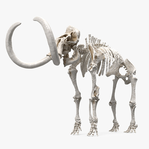 3D model Mammoth Skeleton Clean Bones Rigged