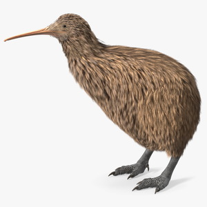 Kiwi Bird 3D model