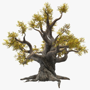 Old Twisted Oak Tree with Leaves 3D