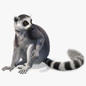 Ring-tailed Lemur Sitting Fur 3D model