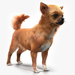 3D Chihuahua Fur model