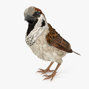 3D Sparrow Standing Pose