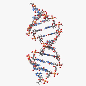 3D model A Form DNA Structure