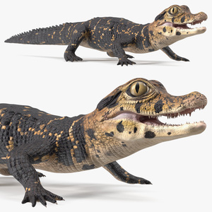 Black Caiman Baby 3D