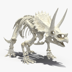 3D model Triceratops Skeleton