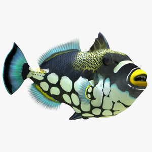 3D model Clown Trigger Fish Rigged