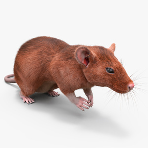 Realistic Lifelike Rodent Rat 3D model