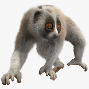 3D model Philippine Slow Loris Fur