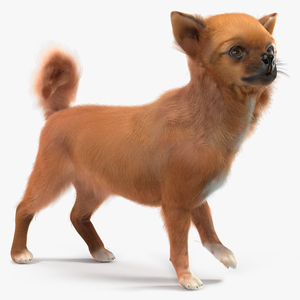 Chihuahua Dog Rigged Fur 3D model