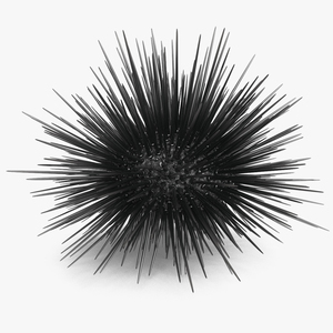 3D Black Sea Urchin