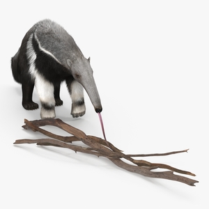 3D model Anteater Eats Termites from Branches Fur