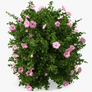 Blooming Hibiscus Bush Pink 3D