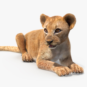 3D Lion Cub Lying Down Fur model