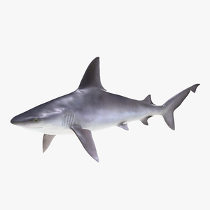 3D Sandbar Shark model