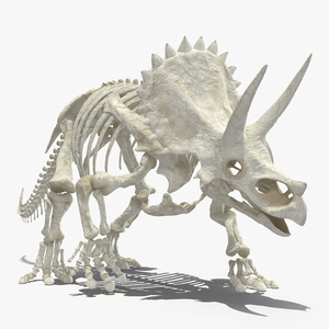 Triceratops Horridus Skeleton Walking Pose 3D