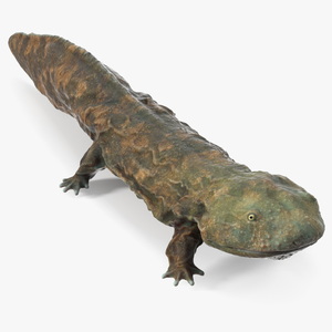 Chinese Giant Salamander Light Wet 3D model