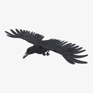 3D Raven Flying Animated Rigged model