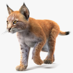 3D Lynx Cub in Walking Pose Fur model