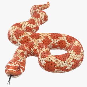 Coiled Red Hognose Snake 3D model