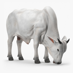 3D model Ongole Cattle Male Eating